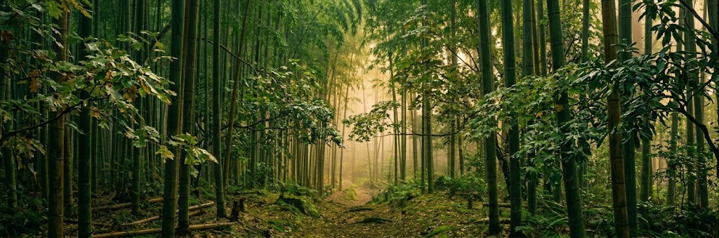 Bamboo forest